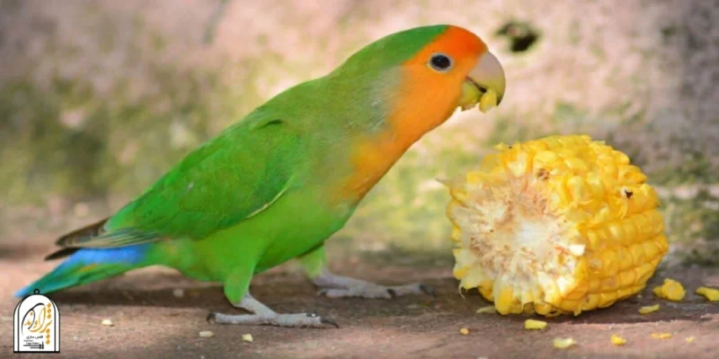 عکس غذای طوطی برزیلی