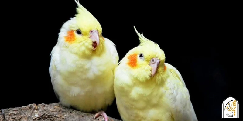 افسردگی عروس هلندی