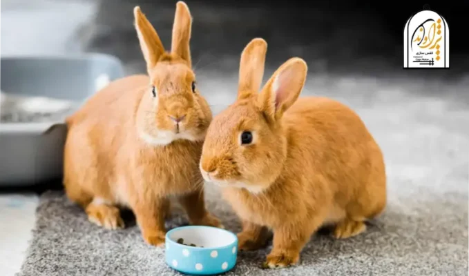 نگهداری از خرگوش در منزل