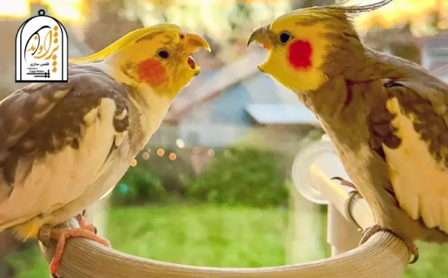 علت گاز گرفتن عروس هلندی