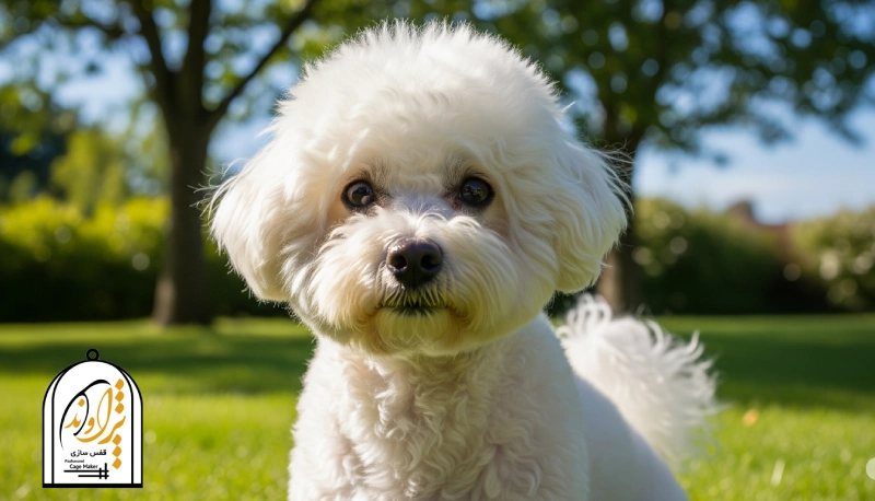 سگ بیچون فرایز