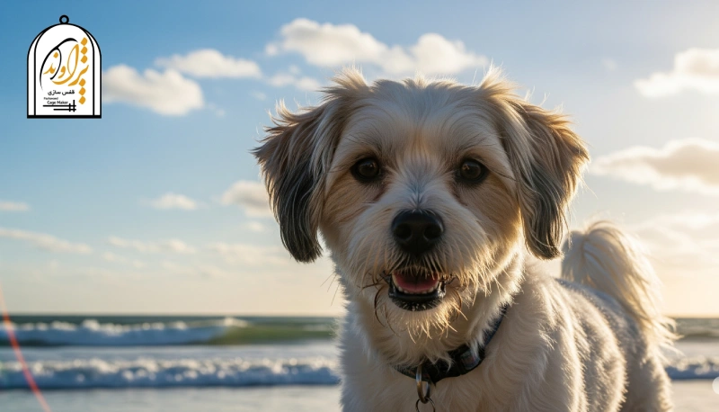 سگ مالتیز کراس کم ریزش