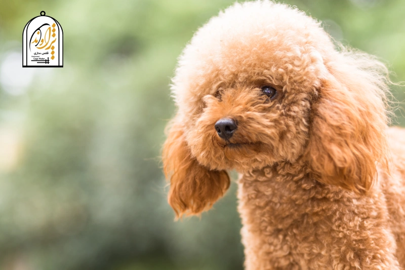 سگ پودل بدون ریزش مو