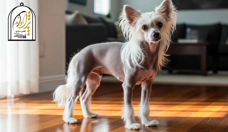 سگ چینی کریستد نژاد خاص بدون ریزش مو