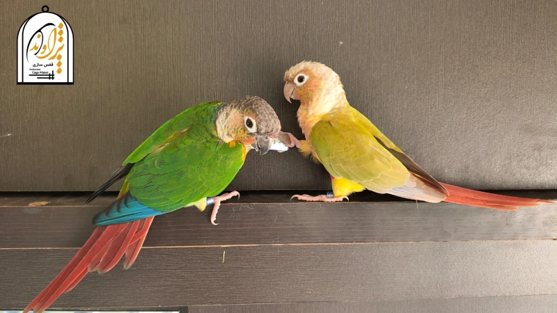 انواع نژاد گرینچیک