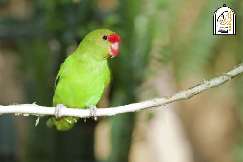 بهترین رنگ طوطی برزیلی