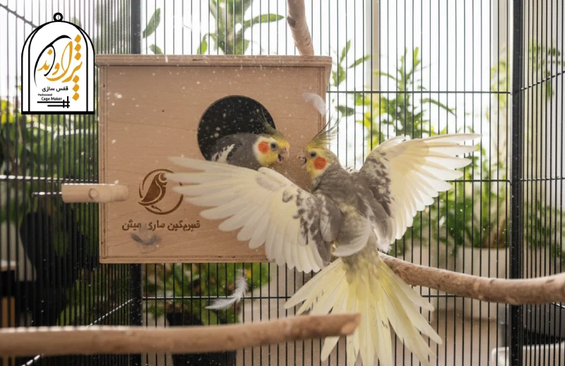 جفت نشدن عروس هلندی