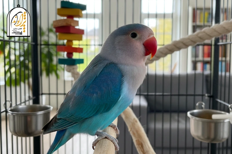 طوطی برزیلی آبی فیروزه ای