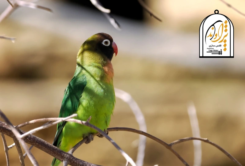 طوطی برزیلی سیاه گونه