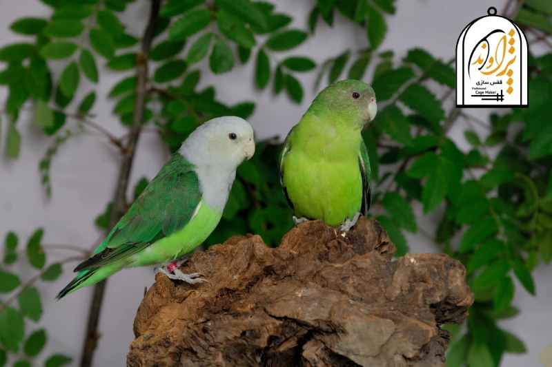 طوطی برزیلی ماداگاسکار