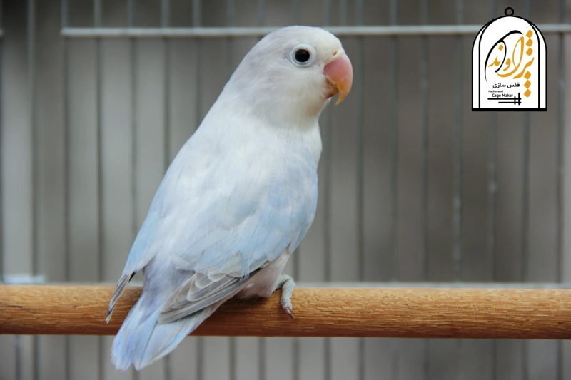 طوطی برزیلی پاستیلی