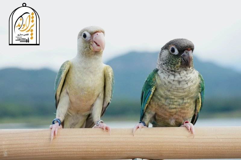 نژاد سینامون و نرمال گرینچیک