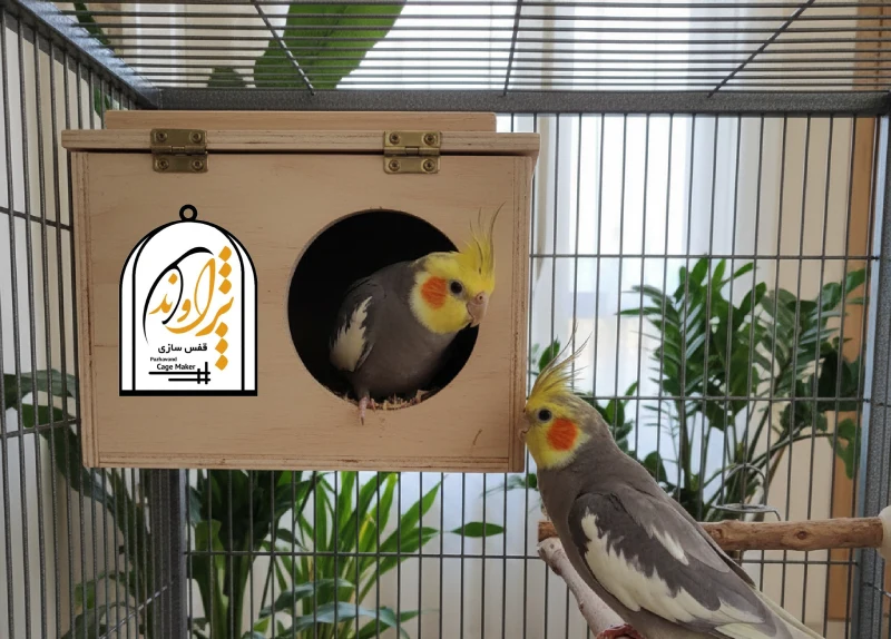 چرا عروس هلندی نر نمیزاره ماده بره تو لونه؟