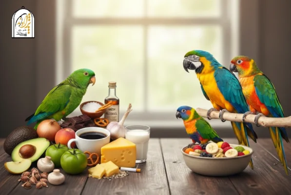غذاهای ممنوعه برای طوطی
